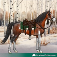 Horse Color:Brown Sabino 