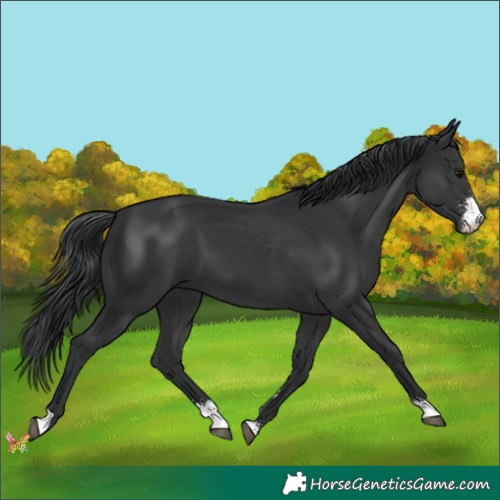 Horse Color:Black Sabino 
