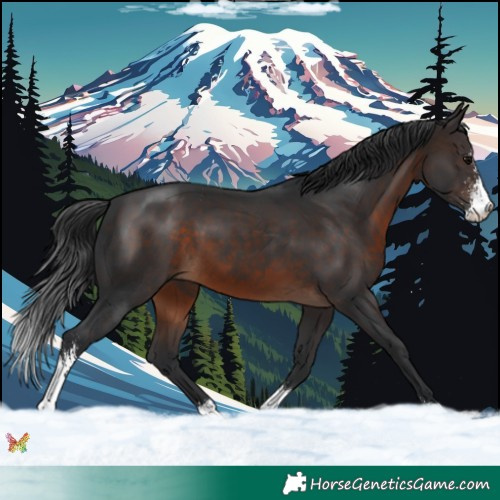 Horse Color:Brown Sabino 