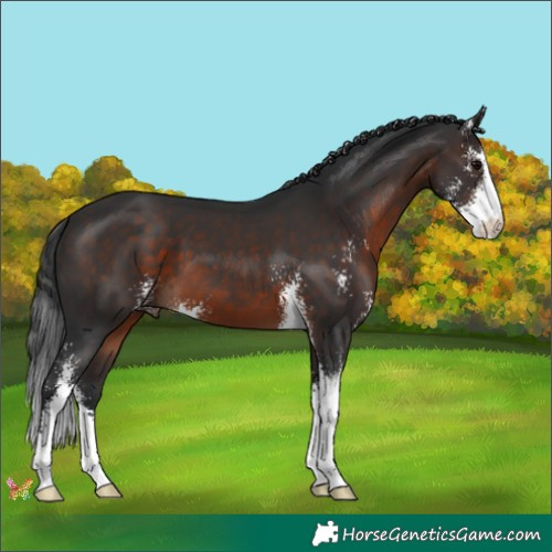 Horse Color:Brown Sabino 