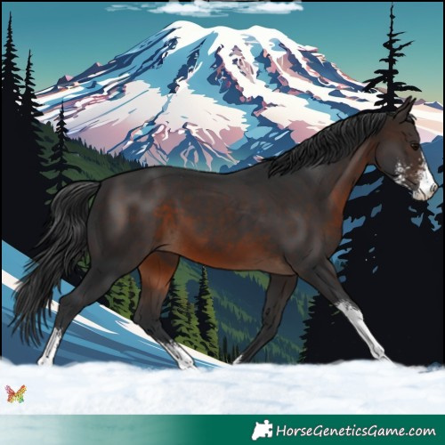 Horse Color:Brown Sabino 