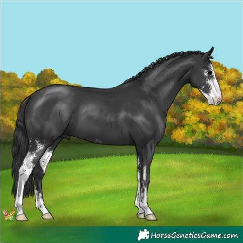 Horse Color:Black Sabino 