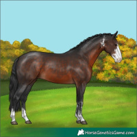 Horse Color:Brown Sabino 