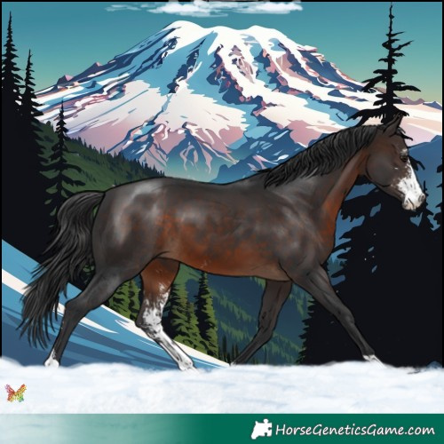 Horse Color:Brown Sabino 