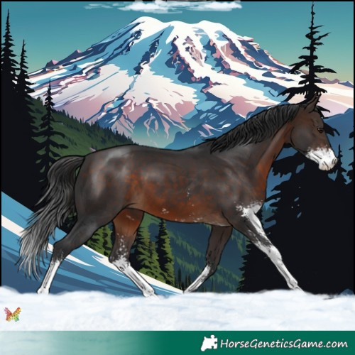 Horse Color:Brown Sabino 