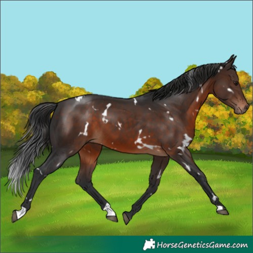 Horse Color:White Spotted Brown 