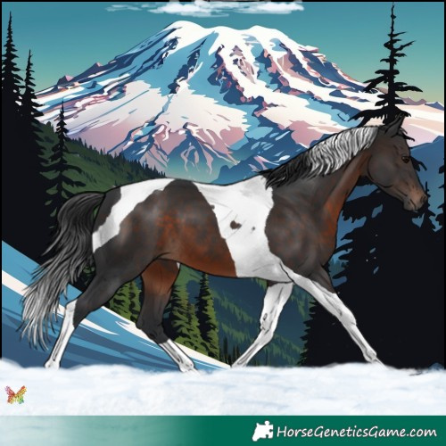 Horse Color:Brown Tobiano 