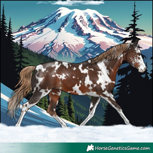 Horse Color:White Spotted Liver Chestnut Sabino 