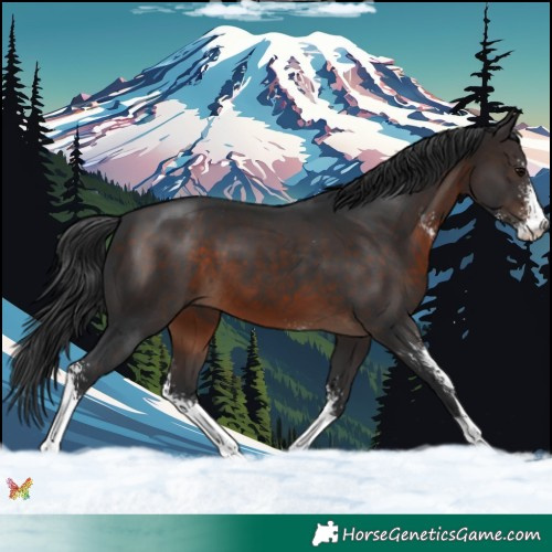 Horse Color:Brown Sabino 