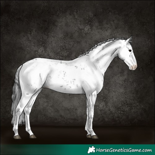 Horse Color:Black Sabino
