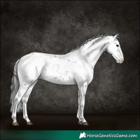 Horse Color:Black Sabino 