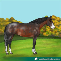 Horse Color:Brown Sabino
