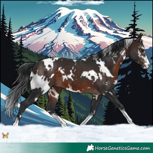 Horse Color:White Spotted Brown Sabino 