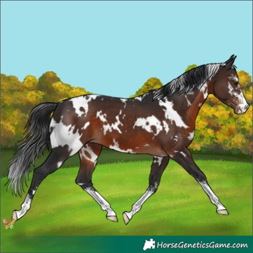 Horse Color:White Spotted Brown Sabino 