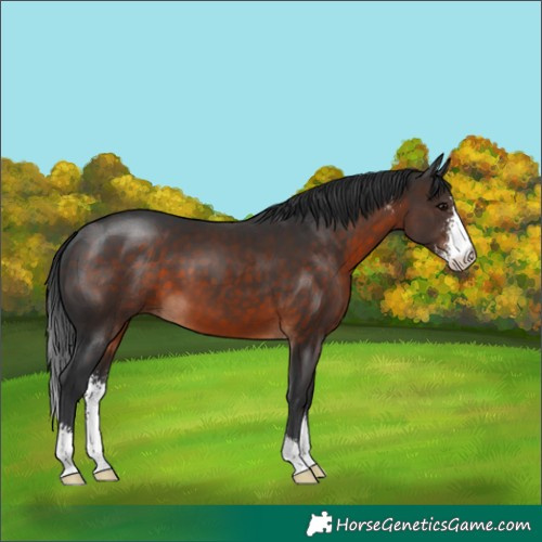 Horse Color:Brown Sabino