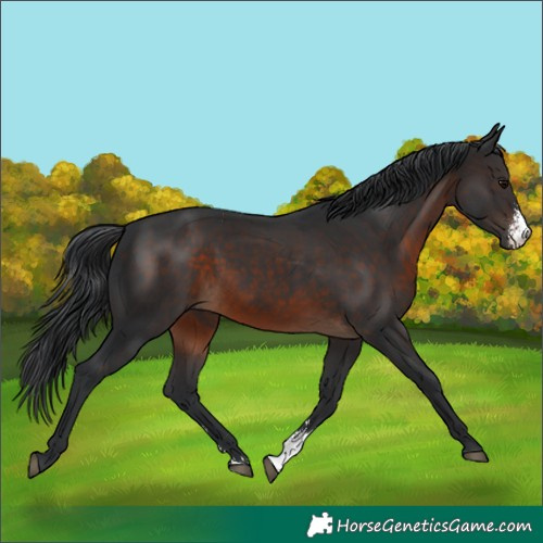 Horse Color:Brown Sabino 