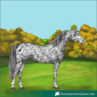 Horse Color:Black Appaloosa