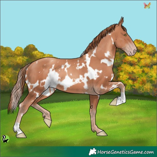 Horse Color:White Spotted Gold Champagne 