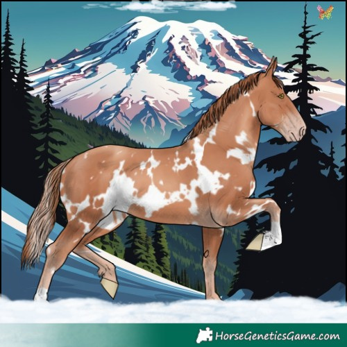 Horse Color:White Spotted Gold Champagne 