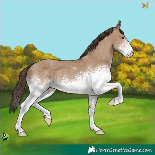 Horse Color:White Spotted Classic Champagne 