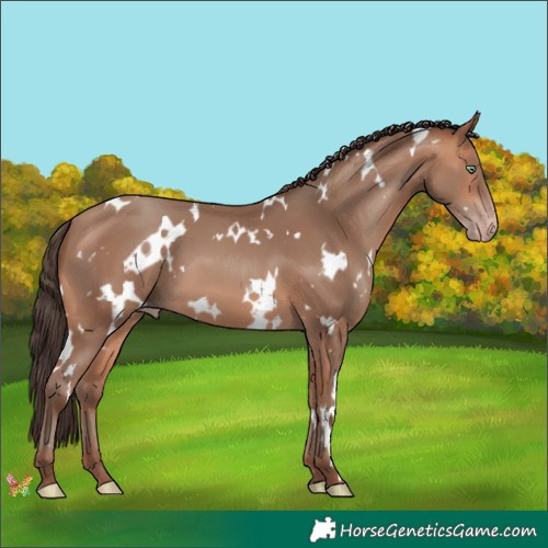 Horse Color:White Spotted Amber Champagne 