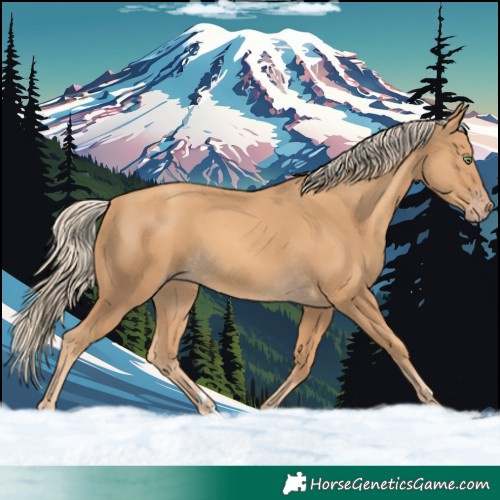 Horse Color:Gold Cream Champagne 