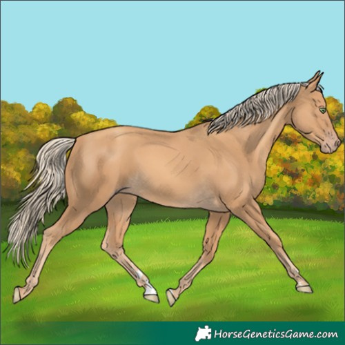 Horse Color:Gold Cream Champagne 