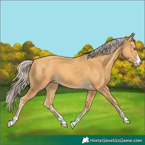 Horse Color:Gold Cream Champagne 