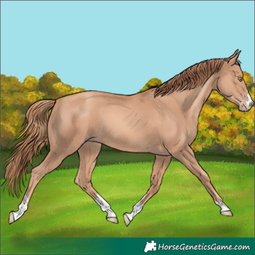 Horse Color:Gold Champagne