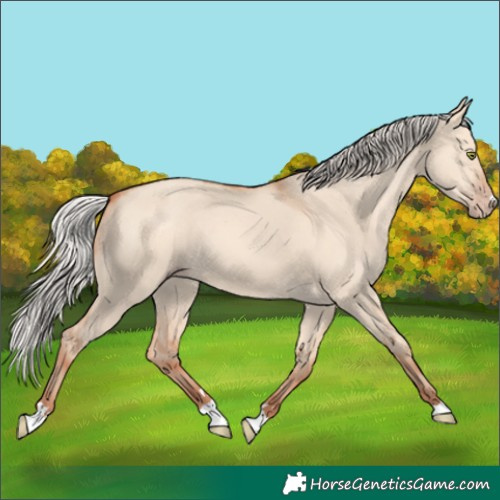 Horse Color:Silver Amber Champagne Dun 