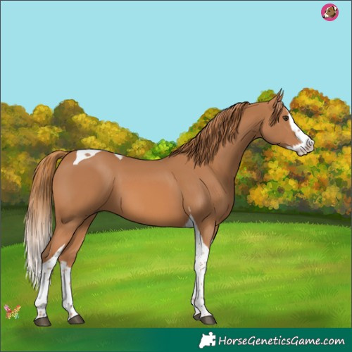 Horse Color:Chestnut Splash Tobiano 