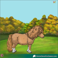 Horse Color:Chestnut Tobiano 