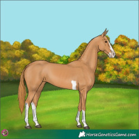 Horse Color:Chestnut Splash Tobiano