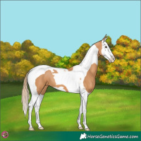 Horse Color:Chestnut Splash Tobiano