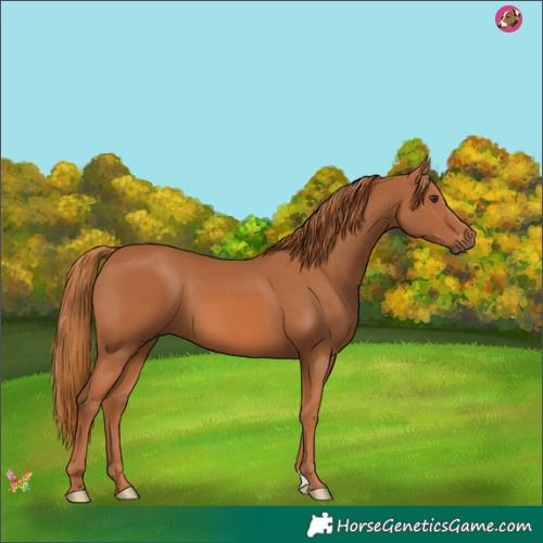 Horse Color:Chestnut 