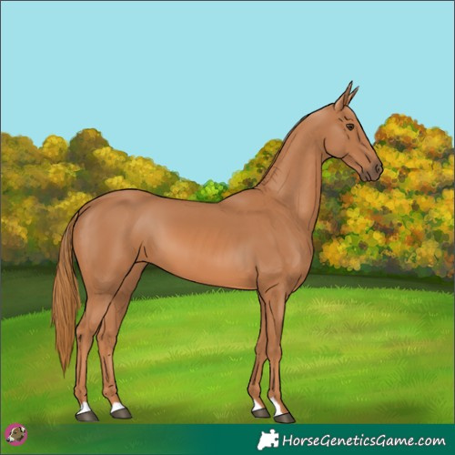 Horse Color:Chestnut 
