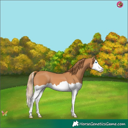 Horse Color:Chestnut Splash 
