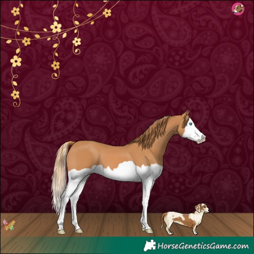 Horse Color:Chestnut Splash 
