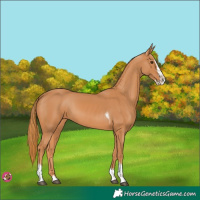 Horse Color:Chestnut Splash Tobiano