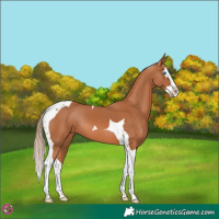 Horse Color:Chestnut Splash Tobiano