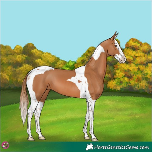 Horse Color:Chestnut Splash Tobiano