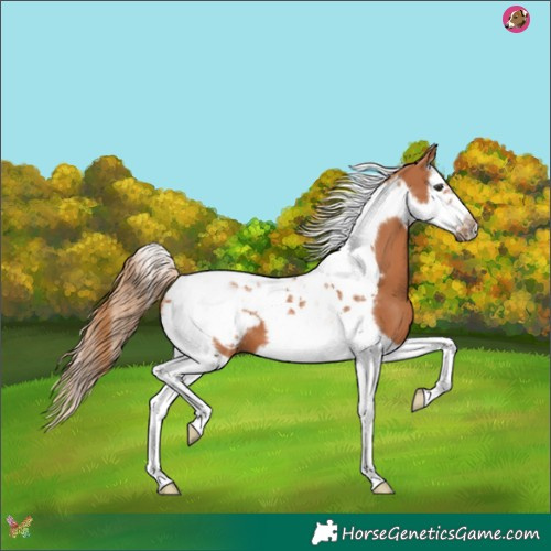 Horse Color:Chestnut Splash Tobiano Frame 