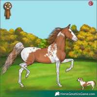 Horse Color:Chestnut Splash Tobiano