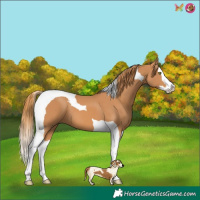 Horse Color:Chestnut Splash Tobiano