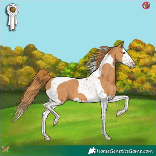 Horse Color:Chestnut Splash Tobiano 