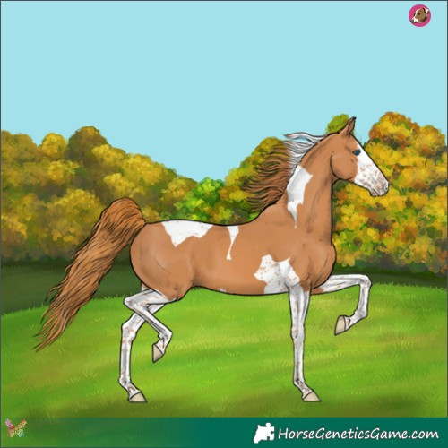 Horse Color:Chestnut Splash Tobiano 