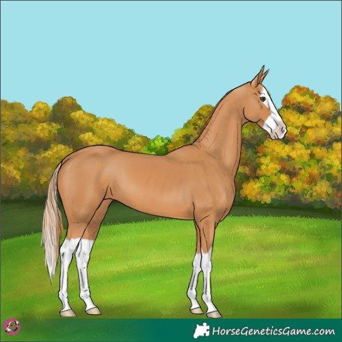 Horse Color:Chestnut Splash 