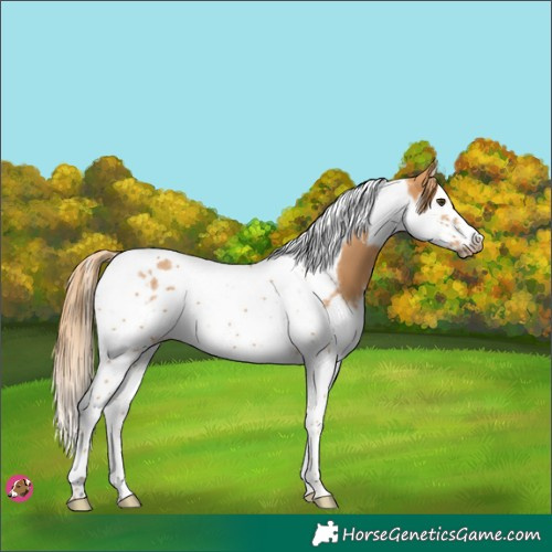 Horse Color:Chestnut Splash Tobiano Frame 