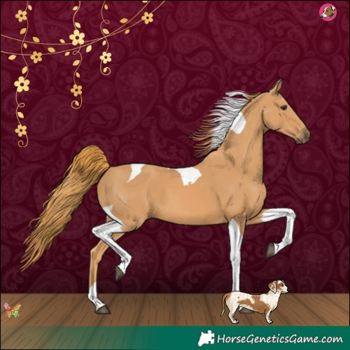 Horse Color:Chestnut Tobiano 