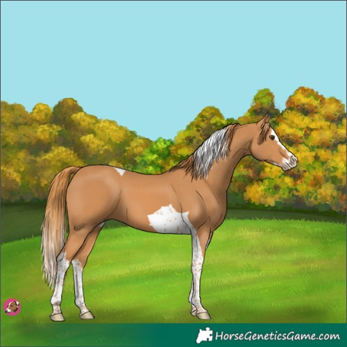 Horse Color:Chestnut Splash Tobiano 